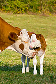 COW 02 KH0064 01
Simmental Mother Nuzzling Calf In Pasture