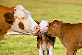 COW 02 KH0065 01
Simmental Mother Licking Calf In Pasture