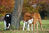 COW 02 KH0066 01
Holstein, Simmental And Limousine Calves Playing By Tree Trunk In Pasture