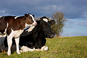 COW 02 KH0067 01
Close-Up Of Holstein Cow And Calf In Pasture