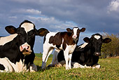 COW 02 KH0068 01
Close-Up Of Holstein Cows And Calf In Pasture