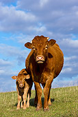 COW 02 KH0069 01
Holstein Cow And Calf Standing In Pasture