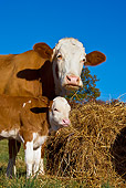 COW 02 KH0071 01
Simmental Cow Mother And Calf Eating Straw In Pasture