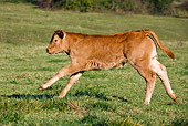 COW 02 KH0074 01
Limousine Calf Running In Pasture