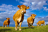 COW 02 KH0075 01
Herd Of Limousine Cows Standing In Meadow