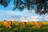 COW 02 KH0076 01
Herd Of Limousine Cows Grazing In Meadow