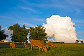 COW 02 KH0077 01
Herd Of Limousine Cows Grazing In Meadow