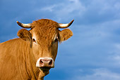 COW 02 KH0078 01
Head Shot Of Limousine Cow Standing In Meadow