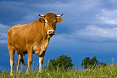 COW 02 KH0079 01
Limousine Cow Standing In Meadow
