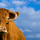 COW 02 KH0080 01
Close-Up Of Limousine Cow Standing In Meadow