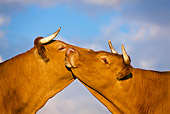 COW 02 KH0081 01
Close-Up Of Limousine Cows Standing In Meadow Kissing