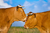 COW 02 KH0082 01
Close-Up Of Limousine Cows Standing In Meadow Kissing