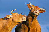 COW 02 KH0083 01
Close-Up Of Limousine Cows Standing In Meadow Grooming