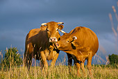 COW 02 KH0084 01
Limousine Cows Standing In Meadow Grooming