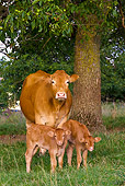 COW 02 KH0085 01
Limousine Cow And Calves Standing In Meadow