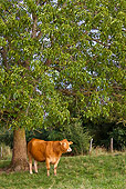 COW 02 KH0086 01
Limousine Cow Standing In Meadow