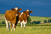 COW 02 KH0087 01
Pie Rouge Cows Standing In Meadow With Stormy Sky