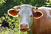 COW 02 KH0088 01
Head Shot Of Simmental Cow Standing In Meadow Sticking Out Tongue