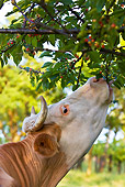 COW 02 KH0089 01
Head Shot Of Simmental Cow Standing In Meadow Eating Berries From Tree