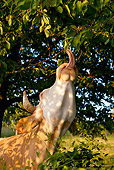 COW 02 KH0090 01
Head Shot Of Simmental Cow Standing In Meadow Eating Berries From Tree