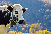 COW 02 KH0091 01
Head Shot Of Vosges Cow Standing In Meadow Wearing Bell