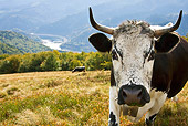 COW 02 KH0092 01
Close-Up Of Vosges Cow Standing In Meadow Wearing Bell