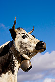 COW 02 KH0093 01
Head Shot Of Vosges Cow Standing In Meadow Wearing Bell