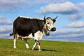 COW 02 KH0094 01
Vosges Cow Walking In Meadow Wearing Bell Profile