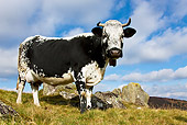 COW 02 KH0095 01
Vosges Cow Standing In Meadow Wearing Bell Profile