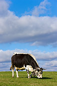 COW 02 KH0096 01
Vosges Cow Standing In Meadow Wearing Bell Profile