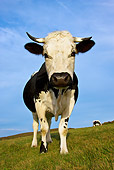 COW 02 KH0097 01
Vosges Cow Standing In Meadow