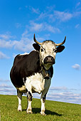 COW 02 KH0098 01
Vosges Cow Standing In Meadow Wearing Bell