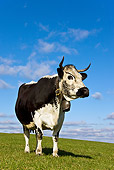 COW 02 KH0099 01
Vosges Cow Standing In Meadow Wearing Bell