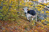 COW 02 KH0100 01
Vosges Cow Walking In Forest Wearing Bell