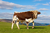 COW 02 KH0101 01
Vosges Bull Walking In Meadow Profile