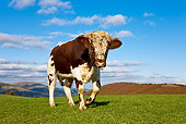 COW 02 KH0102 01
Vosges Bull Walking In Meadow