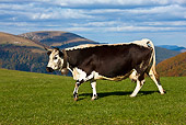 COW 02 KH0103 01
Vosges Cow Walking In Meadow Profile