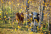 COW 02 KH0104 01
Vosges Cows Walking In Meadow With Birch Trees