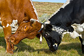 COW 02 KH0105 01
Two Vosges Cows Fighting In Meadow