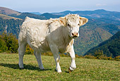 COW 02 KH0106 01
Charolais Cow Walking In Pasture
