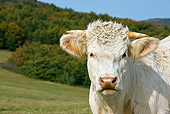 COW 02 KH0107 01
Close-Up Of Charolais Cow Standing In Pasture