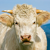 COW 02 KH0108 01
Head Shot Of Charolais Cow Standing In Pasture