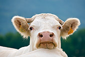 COW 02 KH0109 01
Head Shot Of Charolais Cow Standing With Herd In Pasture