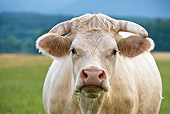 COW 02 KH0111 01
Close-Up Of Charolais Cow Standing In Pasture