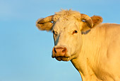COW 02 KH0112 01
Close-Up Of Charolais Cow Standing In Pasture At Sunset