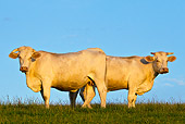 COW 02 KH0113 01
Two Charolais Cows Standing In Pasture At Sunset Profile