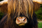 COW 02 KH0118 01
Head Shot Of Highland Cow Standing In Meadow