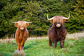 COW 02 KH0120 01
Highland Bull And Calf Standing In Meadow