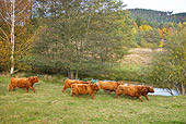 COW 02 KH0123 01
Herd Of Highland Cows Running Along Stream In Autumn