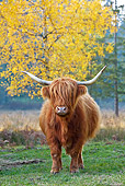 COW 02 KH0124 01
Highland Cow Grazing In Meadow By Birch Trees In Autumn